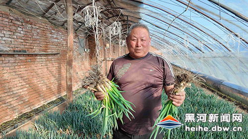 温室大葱种植技术揭秘：如何提升产量与品质？