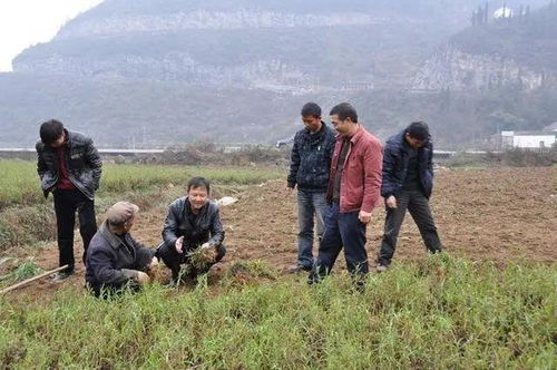 《柴胡种植：揭秘高效种植技术，助力农业发展新篇章》