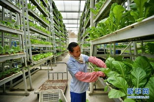 芥菜种植技术揭秘：如何让您的菜园丰收满满？
