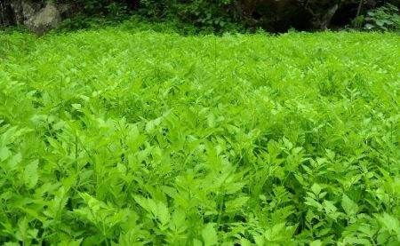 水芹菜芽种植技术揭秘：如何培育出鲜嫩多汁的蔬菜？
