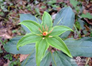 《揭秘优质重楼种植秘诀：如何打造高效益的生态农业新典范？》