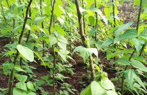 《四季豆种植，如何让丰收不再是梦？——揭秘四季豆种植管理关键技术》