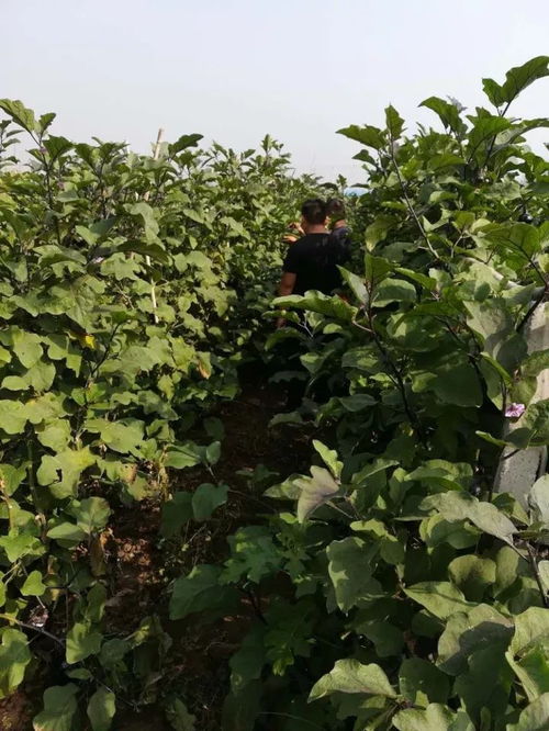 茄子树种植技术解析：揭秘高效产量背后的秘密