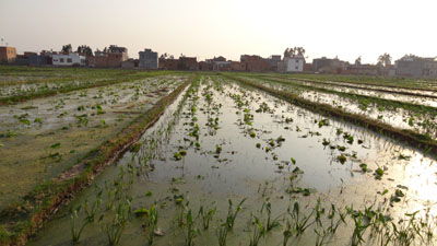 莲藕种植新篇章：技术革新与销路拓展全攻略