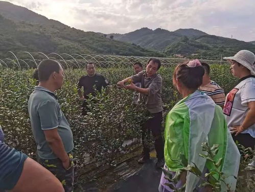 探索蓝莓种植奥秘——揭秘高效蓝莓种植技术培训班