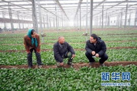 《揭秘高效种植：三农信息网助力农业现代化，种植技术革新之路》