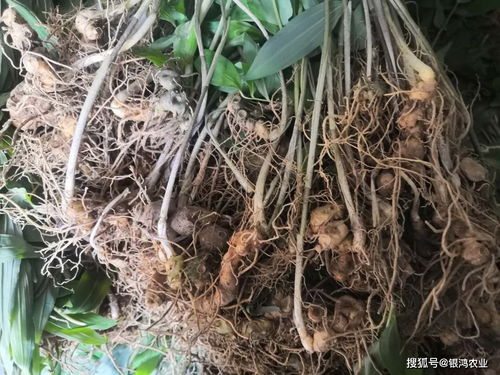 黄精室内种植新篇章：揭秘高效室内栽培技术