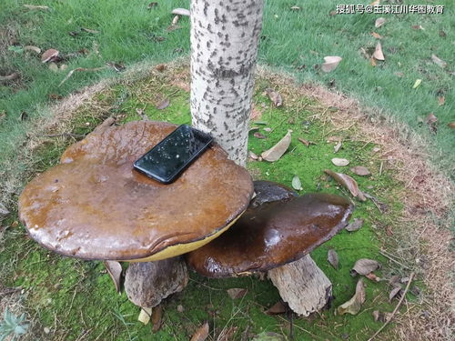 揭秘野生菌种植：一场自然的种植革命