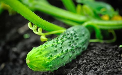 《黄瓜种植技术讲座：揭秘高效丰收的秘密武器》