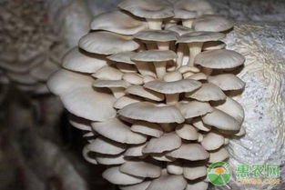 《自然之韵：揭秘高效蘑菇栽培技术，开启绿色农业新篇章》