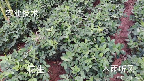 花生种植：揭秘高效管理之道，助力产量翻倍！