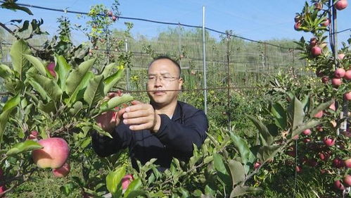 揭秘苹果种植技术视频团队：如何让每一颗苹果都成为艺术品？