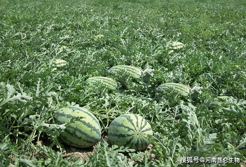 西瓜种植攻略：掌握最佳时机，收获甜蜜果实