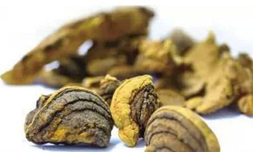 桑黄种植技术揭秘：如何打造高效益的菌菇产业链？