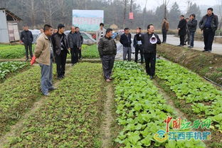 农业种植专业技术培训：提升农业生产力，赋能乡村振兴