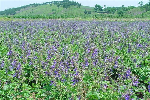 【黄芩种植攻略】掌握这五大关键技术，轻松提升黄芩产量与品质！