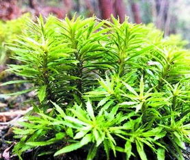 揭秘蛇足石杉种植奥秘：一场与自然的深度对话