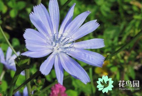 菊苣种子种植攻略：如何高效培育优质菊苣？