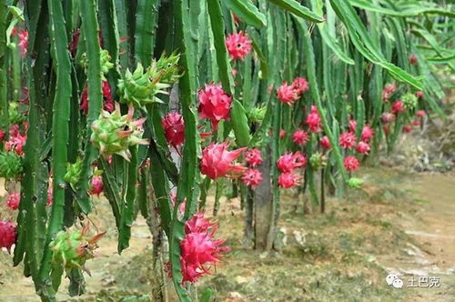 揭秘日本火龙果种植技术：如何实现高效与生态的完美结合？