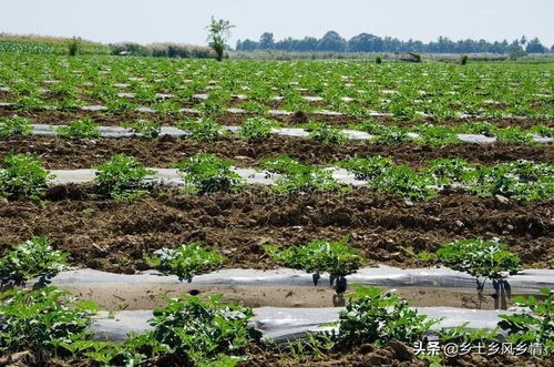 大田西瓜种植新篇章：揭秘高效种植技术，助力产量翻倍！