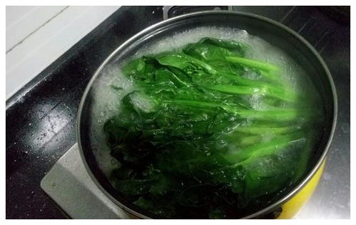 四季粗条芥蓝种植技术解析：如何打造高产高效田？