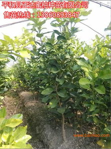 蜜柚种植攻略：揭秘高效种植技术，助您丰收在望