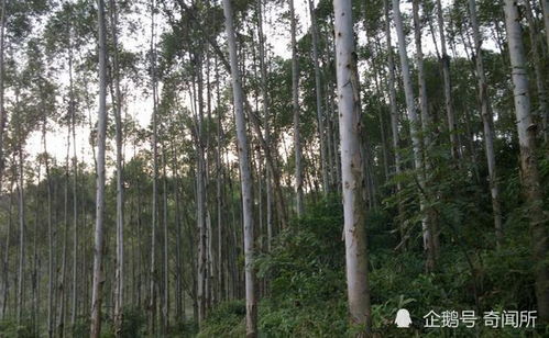 速生桉树高产种植技术揭秘：如何实现木材产量最大化？