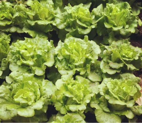《绿色新篇章：生菜种植技术解析与视频教学指南》