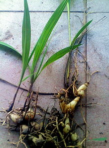广元地区白芨种植技术揭秘：如何打造高品质中药材？