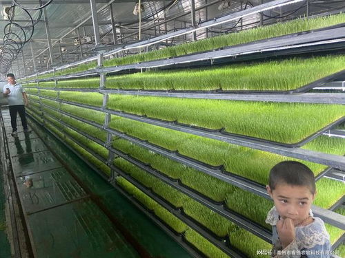 大棚牧草种植技术革新：揭秘高效牧草生产新篇章