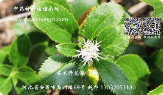 苍术种植技术全解析：如何种出高品质的天然良药？