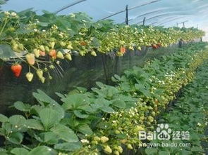 揭秘温室草莓高效种植技术，助力农业现代化