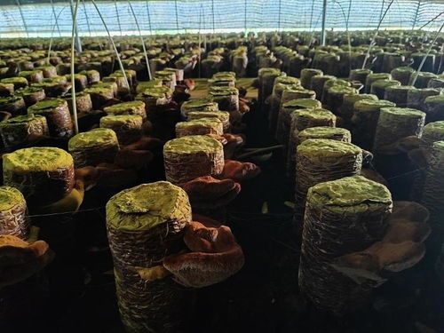 《桑黄菌大棚种植技术：揭秘高效益的菌菇种植新路径》