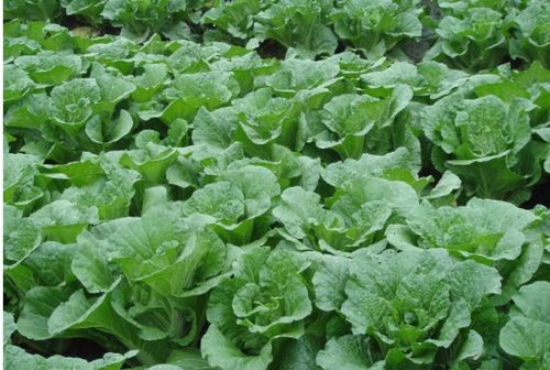 麻叶青白菜种植攻略：如何培育优质高产的新品种？