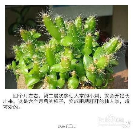 火龙果盆栽种植攻略：如何在室内轻松收获健康果实？