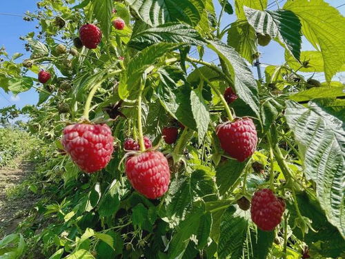 农广天地树莓种植技术揭秘：如何打造高效益的树莓果园？