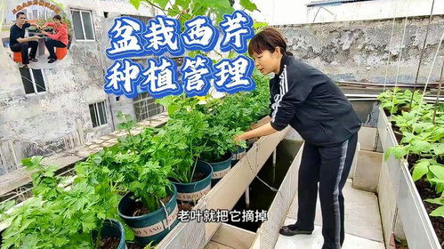 西芹种植攻略：揭秘高效管理之道，助您产量翻倍！
