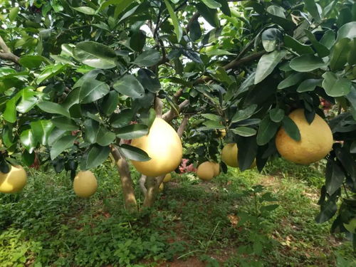 《揭秘红心蜜柚种植秘诀：视频教学助您轻松掌握高效种植技术》
