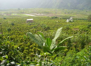《胡椒种植秘籍：揭秘高效益的种植技术之道》
