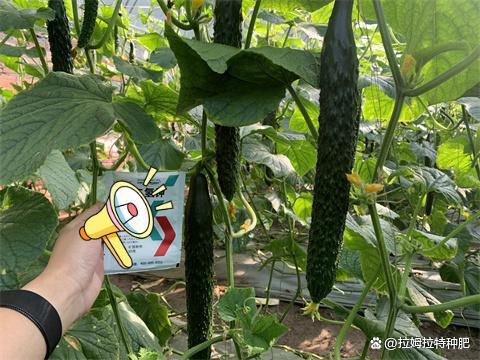 《揭秘黄瓜种植秘籍：如何打造高产高效田地？》