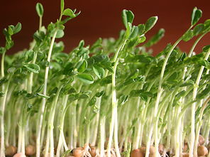 豆芽种植全攻略：在家轻松培育营养丰富的绿色蔬菜
