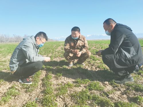 春麦种植技术新风向：如何提高产量与品质？
