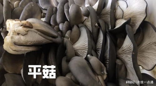 《揭秘平菇种植奥秘：视频集带你开启高效种植之旅》