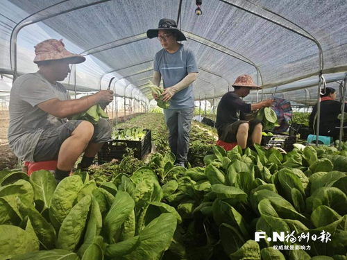 揭秘蔬菜高效种植秘籍：如何提升产量与品质？