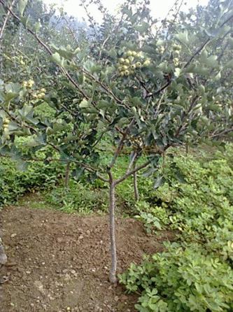 山楂树苗种植：从苗圃到丰收的秘密武器