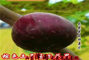 《揭秘大棚种植无花果：五大关键技术，助你丰收满满！》
