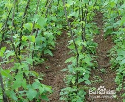 四季豆种植攻略：揭秘高效栽培之道