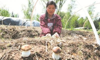 松茸人工种植技术革新：揭秘未来可持续发展的秘密武器