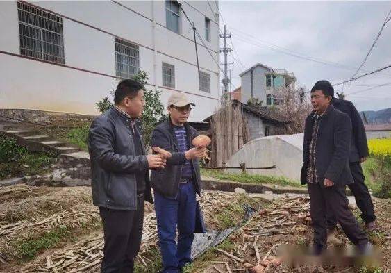 【松茸栽培大揭秘】探索自然珍品松茸的种植奥秘，掌握绿色致富新技能！