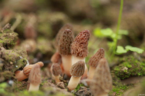 《羊肚菌菌种种植技术揭秘：如何培育出高品质的“山珍之王”？》